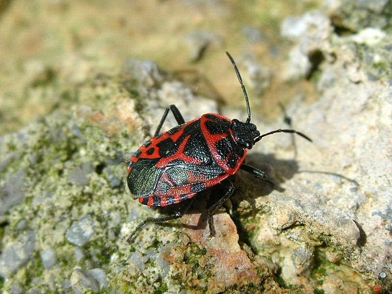 Eurydema ornatum anche in questo caso?